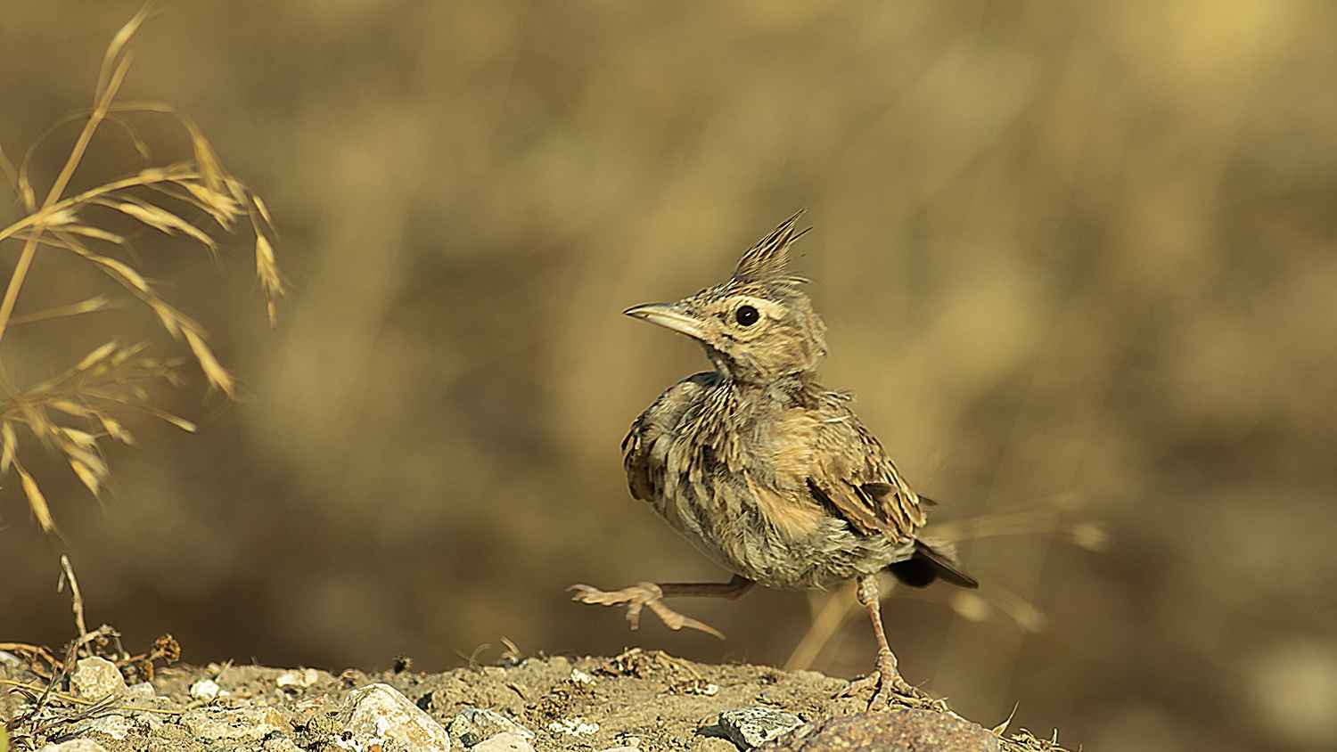 Crested Lark